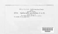 Sphaerella pardalota image